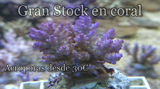 corales30€.jpg