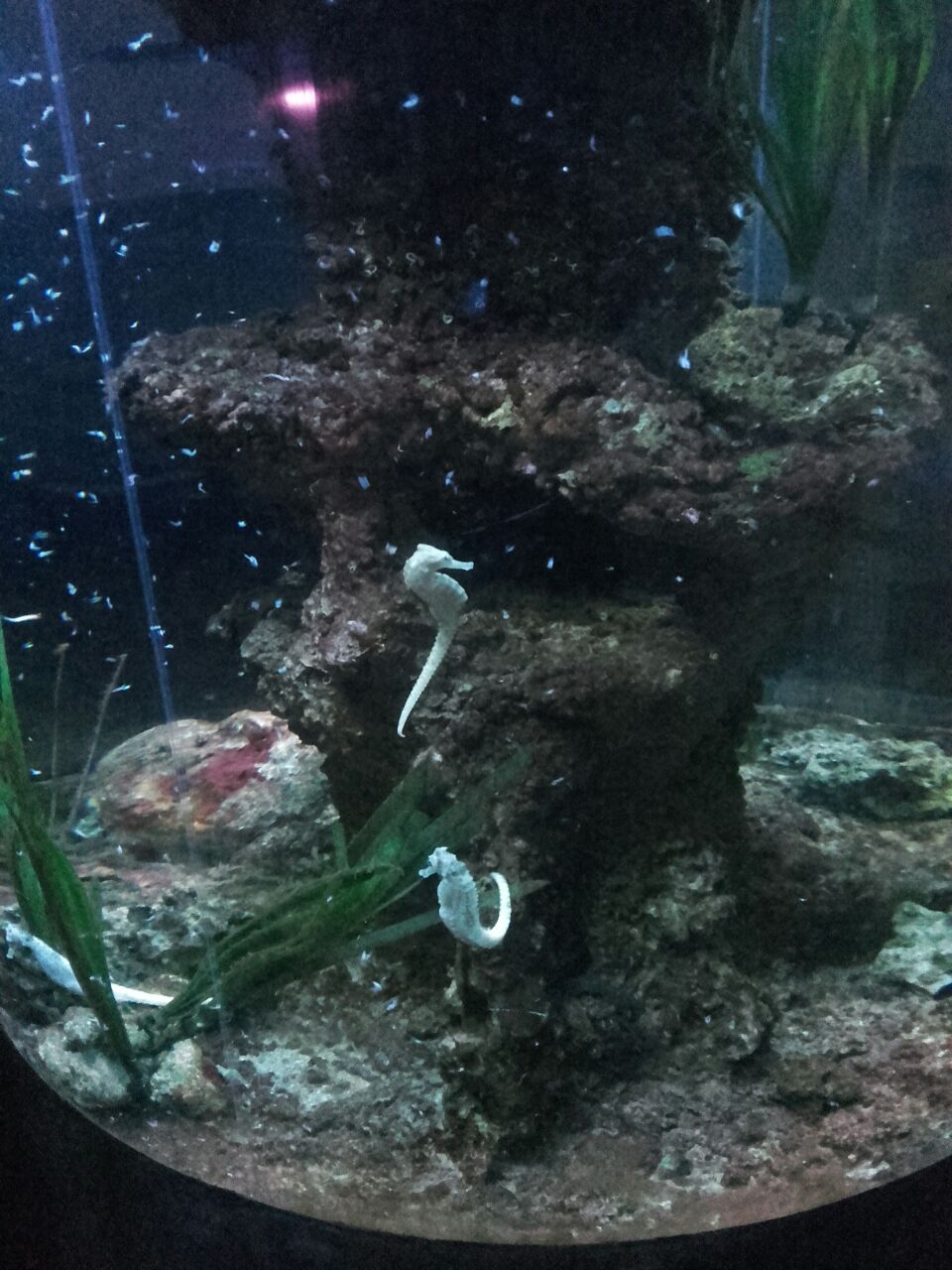 acuario-murcia8.jpg