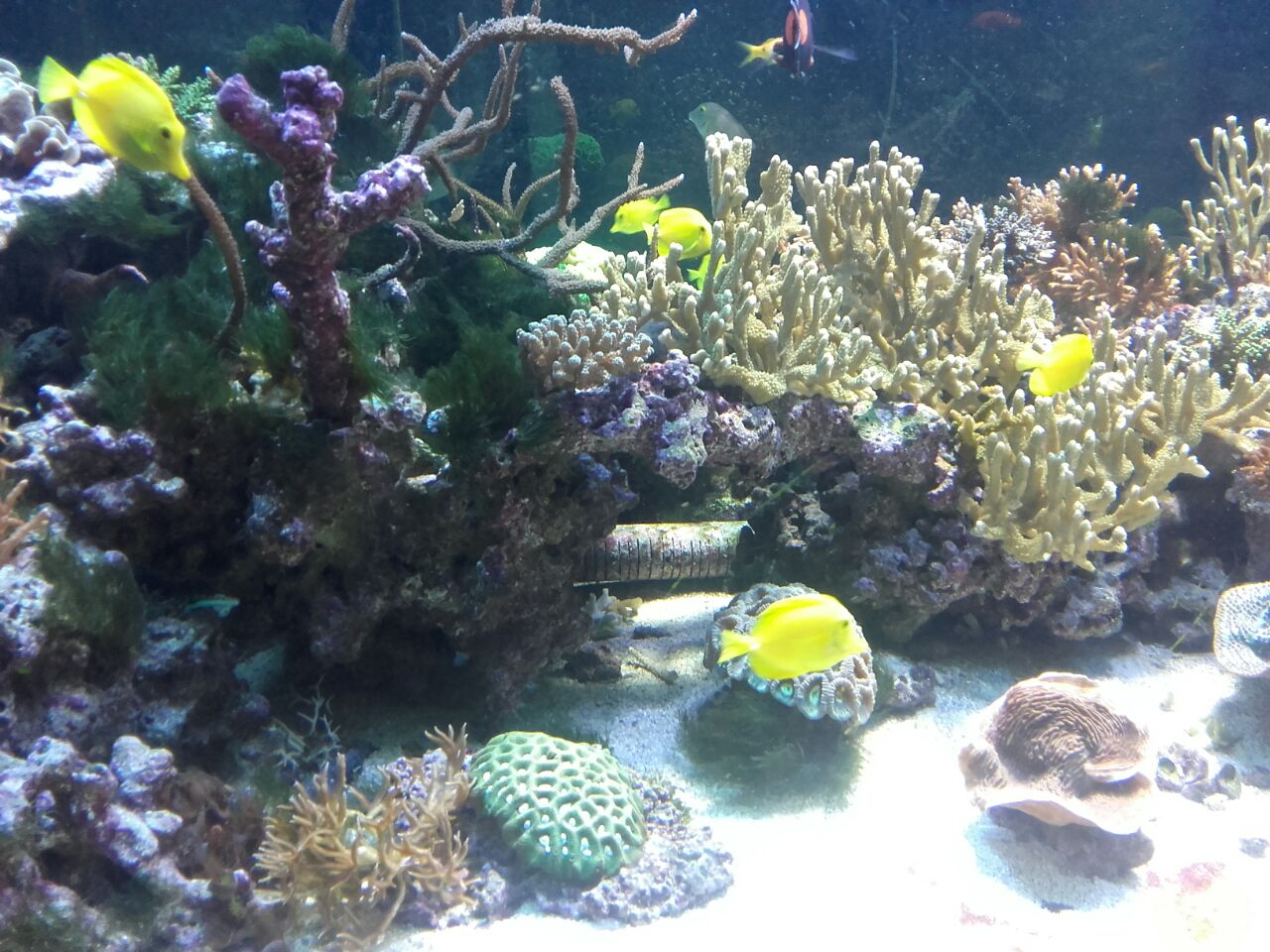 acuario-murcia7.jpg