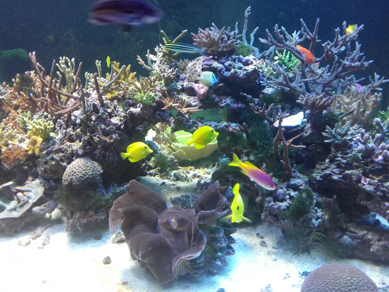 acuario-murcia6.jpg