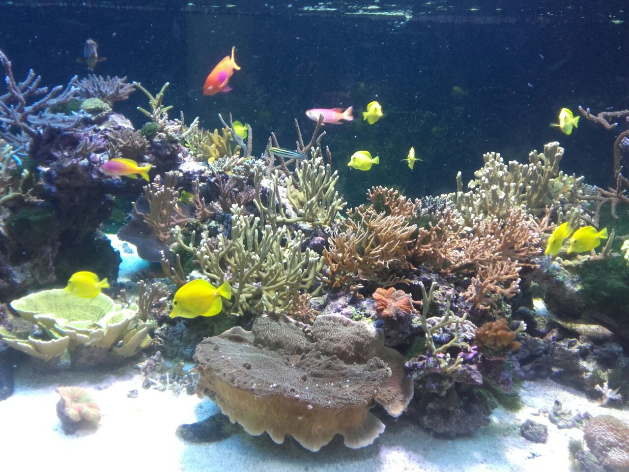 acuario-murcia5.jpg