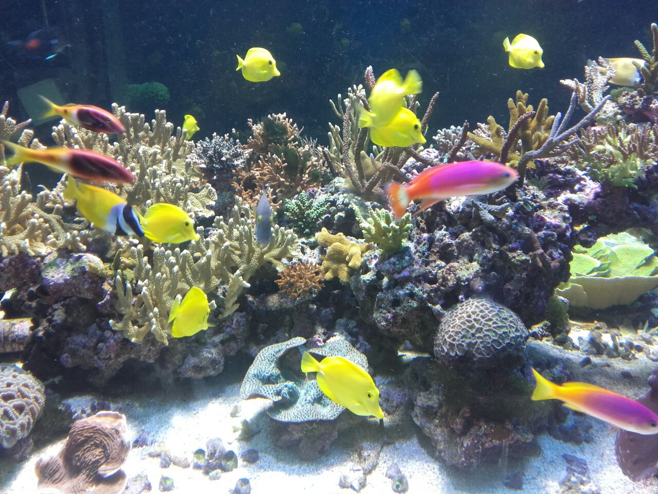 acuario-murcia1.jpg