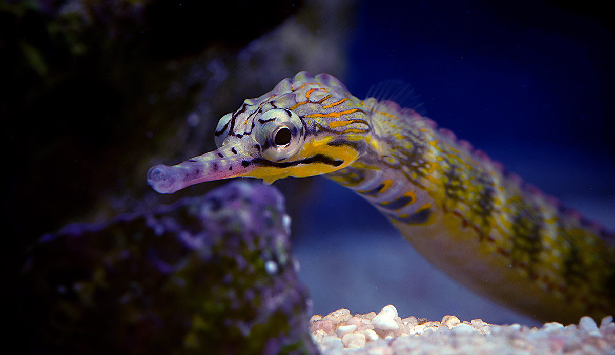 Corythoichthys-instinalis-Scribbled-Pipefish-2-Aaron-Down.jpg