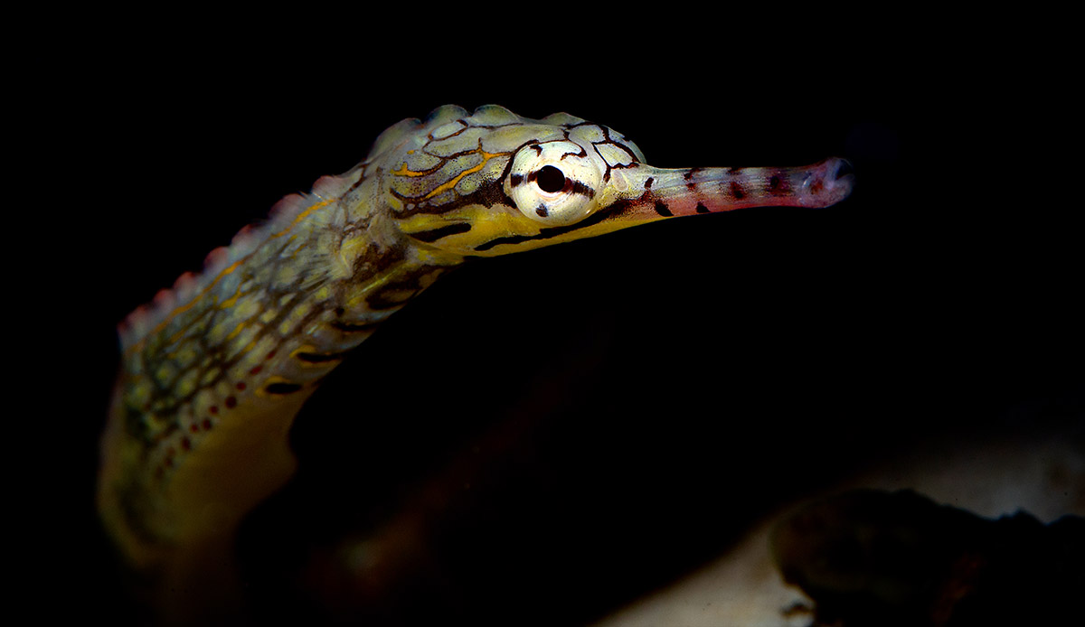 Corythoichthys-instinalis-Scribbled-Pipefish-Aaron-Down.jpg