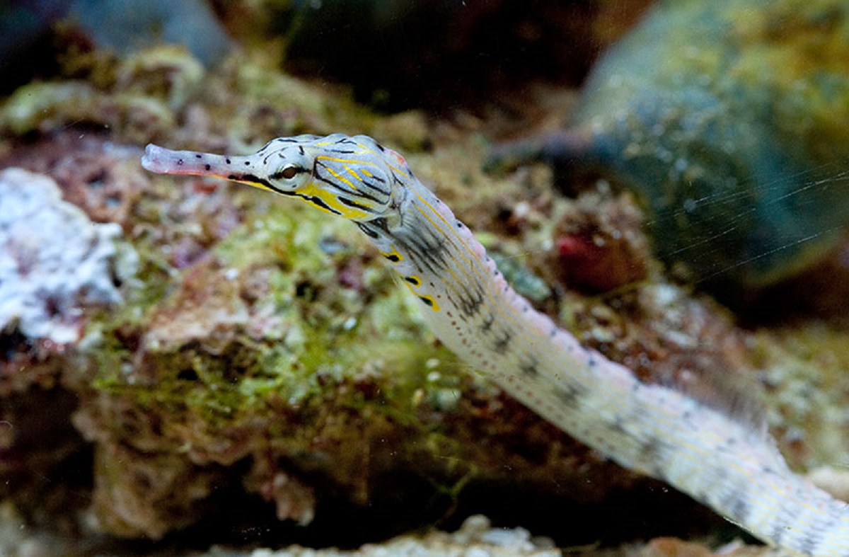 Dragonface-Pipefish.jpg