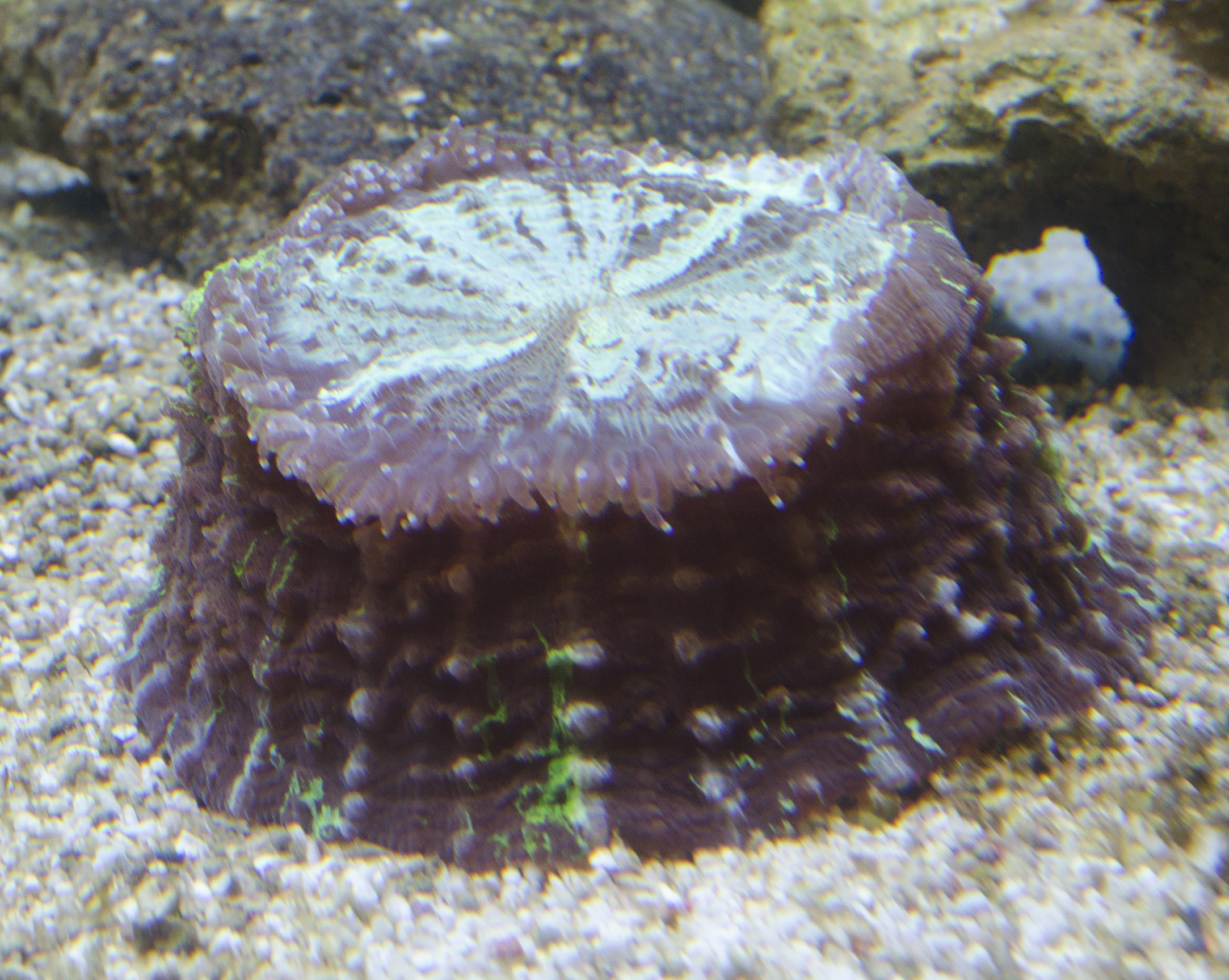 Acantophyllia.jpg