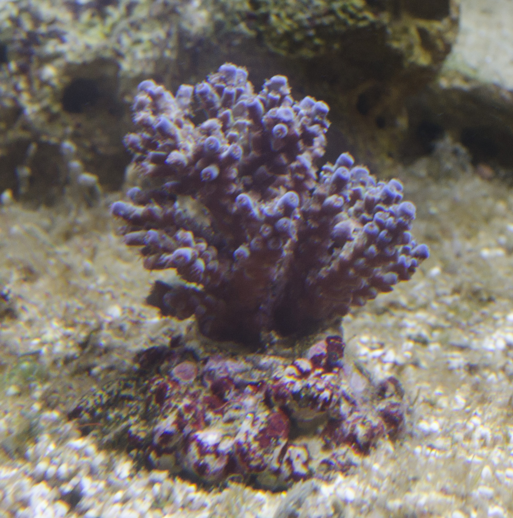 Acropora 1.jpg