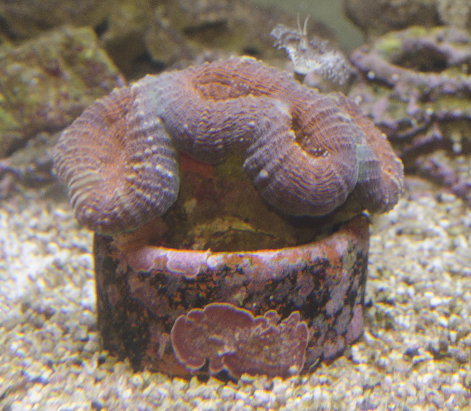 Lobophyllia.jpg