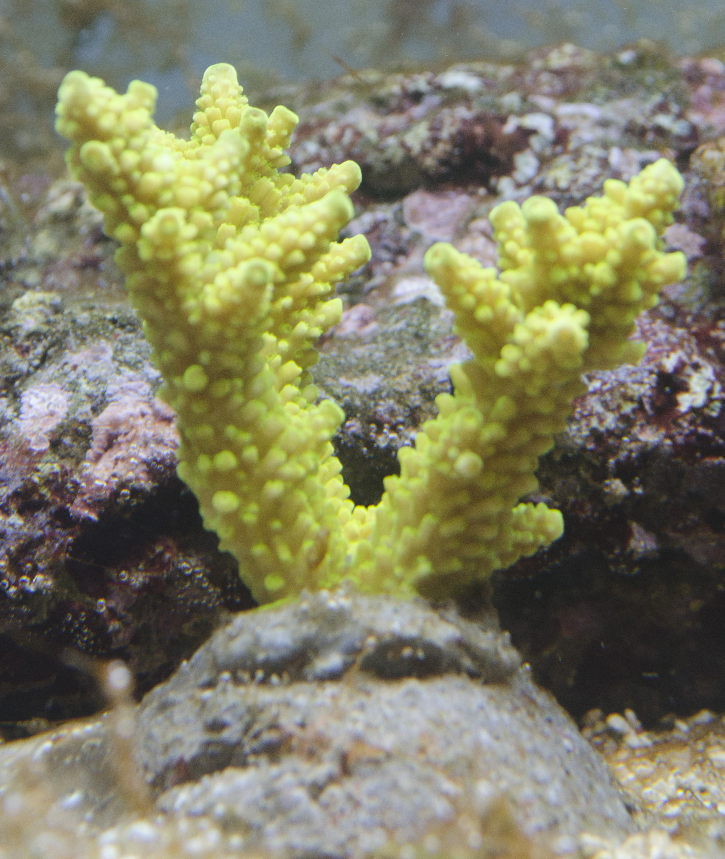 acropora 30.jpg