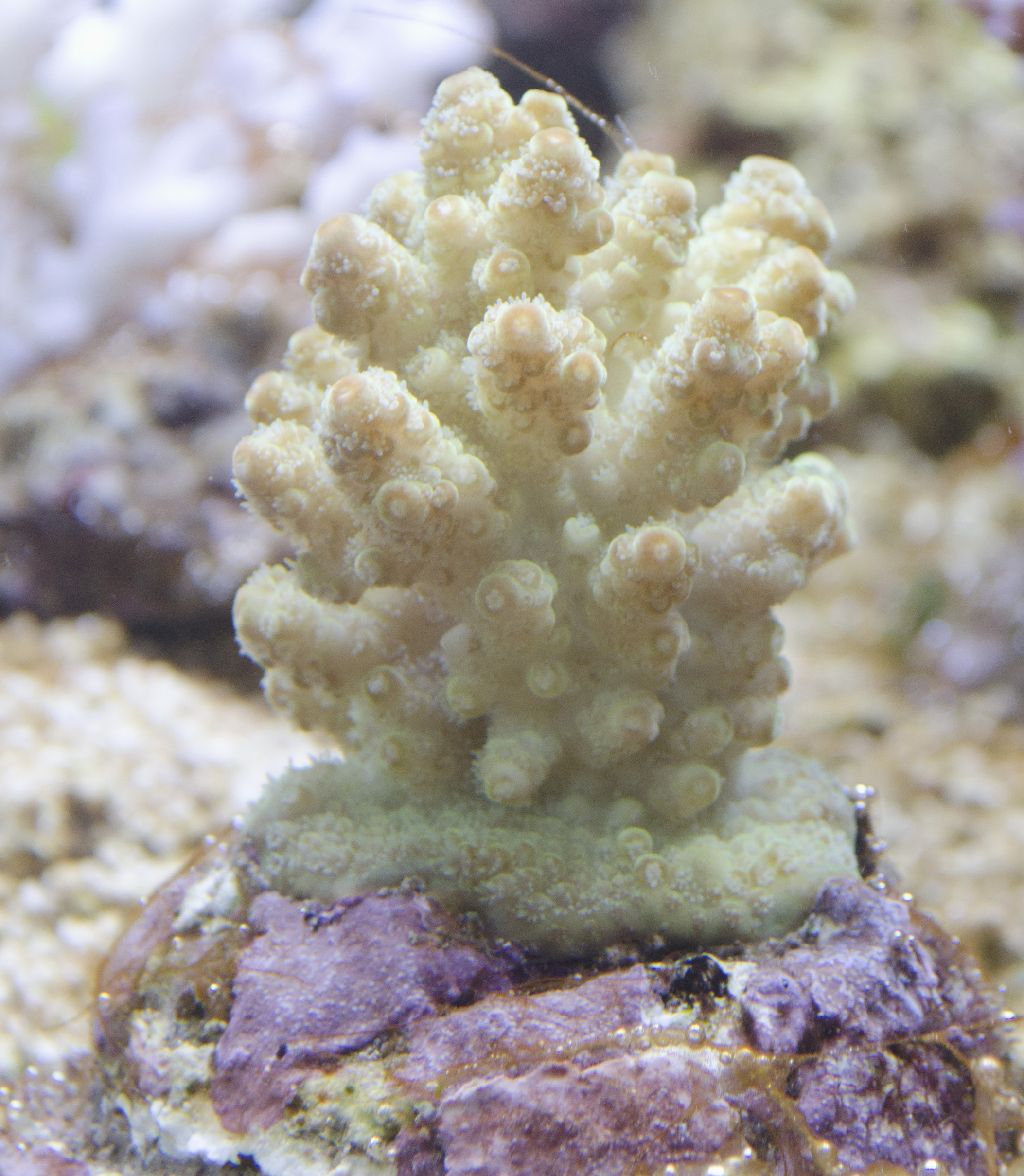 acropora 13_1.jpg