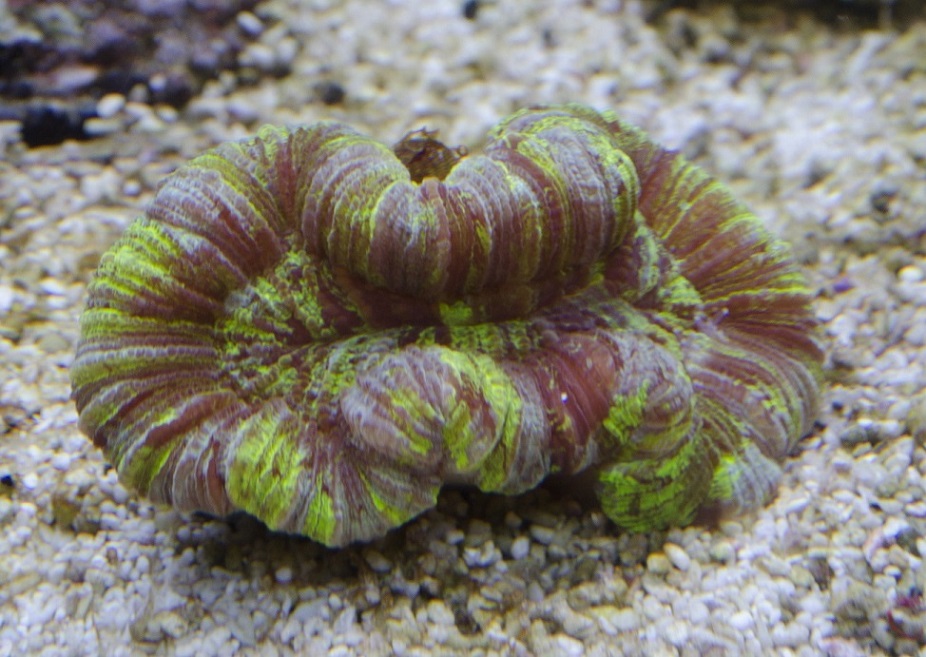 Trachyphyllia Geoffroyi PREMIUM 1.jpg