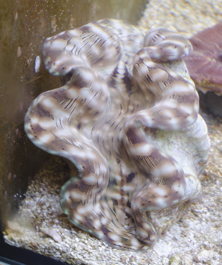 Tridacna Maxima (14-15cm).jpg