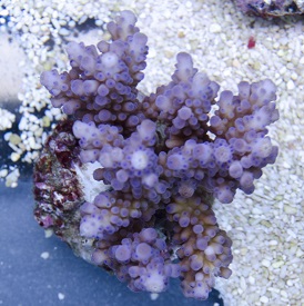 Acropora 10.jpg