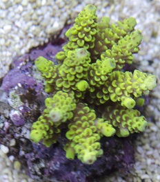 Acropora 8.jpg