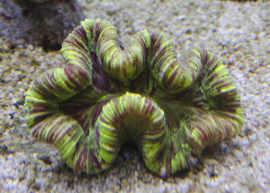 Trachyphyllia Geoffroyi PREMIUM 2.jpg