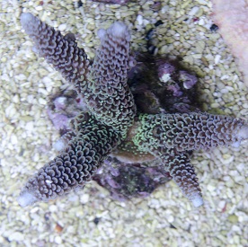 Acropora 9.jpg